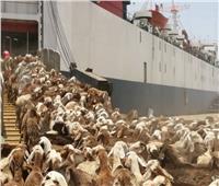 غرق سفينة سودانية محملة بالأغنام في طريقها إلى السعودية