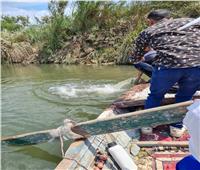 إلقاء 250 ألف زريعة من السمك البلطي في نهر النيل بالدقهلية