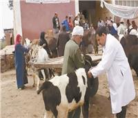«قنا»: فحص 3502 رأس ماشية لدعم صغار المربين