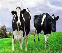 الزراعة: تحسين السلالات يرفع إنتاجية الأبقار من 5 كجم لبن إلى 20 كيلو| فيديو