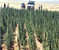 ضبط 19 مزرعة مخدرات وإبادة 13 فدان بانجو بجنوب سيناء 