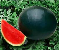 البطيخ «تريند» كل موسم صيف.. لماذا تثار الشائعات حوله؟ مسؤول يوضح