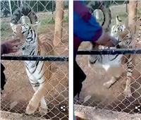 نهاية مروعة لحارس حديقة حيوان أثناء مداعبته نمر| فيديو
