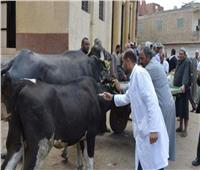 تحصين 768 ألف رأس ماشية من الحمى القلاعية بالإسكندرية 