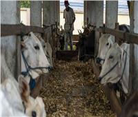 لباحث في التنمية الريفية: تحصين وتهجين الماشية المحلية يزيد الثروة الحيوانية