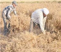 طفرة غير مسبوقة فى زراعة القمح.. ملحمة «الذهب الأصفر» لتأمين قوت المصريين 