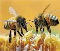 شاهد| الشرطة الإيطالية تستخدم النحل في التجسس