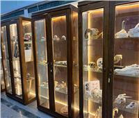 إقامة أول متحف للحيوانات البرية النادرة بجامعة السادات 