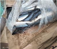 ضبط 2 طن أسماك مجمدة ورنجة غير صالحة للاستخدام الآدمي بكفر الشيخ