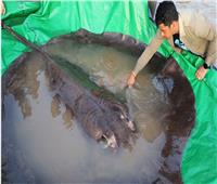 اصطياد أكبر أسماك المياه العذبة المسجلة في العالم بكمبوديا