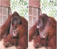 في حديقة حيوان بالصين.. إنسان الغاب «صاحب مزاج عال»