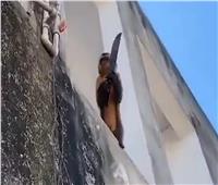 قرد يحمل سكيناً يرعب مدينة برازيلية بأكملها| فيديو