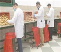 تجاوزت 816 ألف طن منذ يناير.. صادرات مصر من البطاطس تحقق رقما قياسيا