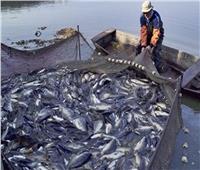 «الثروة السمكية»: جارٍ إنشاء مراسي للصيد وأسواق للبيع ببحيرة المنزلة