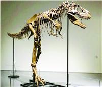 عرض هيكل ديناصور للبيع بـ 8 ملايين دولار