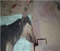 ضبط المتهم بـ«شنق كلب» وقتله في المنوفية