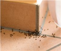 تعرف على أسباب ظهور النمل في المنزل في فصل الصيف