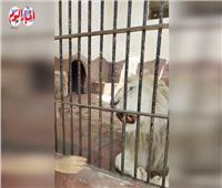 الأسد «حسين فهمي» يستقبل زوار حديقة الحيوان في عيد الأضحى| فيديو 