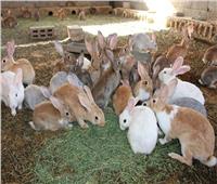 «المركزي للمناخ الزراعي»: ارتفاع أسعار الأعلاف أهم معوقات تربية الأرانب