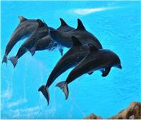 دراسة: الدلافين مثقفة لدرجة أنها تستمتع بموسيقى «بيتهوفن وباخ»