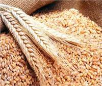 محافظة دمياط تتخطى  ١٠٢% من المستهدف توريده لمحصول القمح 