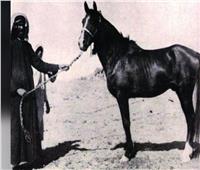 السلطان قلاوون.. أول من أدخل الحصان العربي إلى مصر