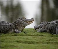 تمساحان يلتهمان عجوزاً في فلوريدا