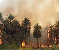 اندلاع حريق بأشجار «النخيل» في المنيا 