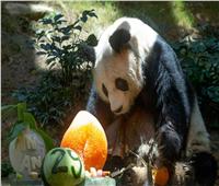 عن عمر 35 عاماً.. إنهاء حياة الباندا العملاق الأكبر سناً في العالم 