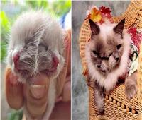 واقعة نادرة.. ولادة قطة بوجهين في تايلاند 