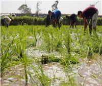 رئيس شعبة الأرز: المحصول الجديد سيعزز المخزون الاستراتيجي لمدة عام