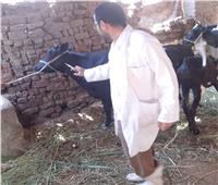 تحصين 6053 رأس ماشية ضد الحمى القلاعية والوادي المتصدع بالأقصر