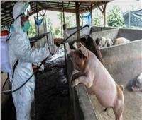 اكتشاف حمى الخنازير الإفريقية في مزرعتين بولاية كيرالا الهندية