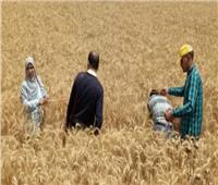 وزير التموين يقرر غلق 47 شونة وصومعة بالشرقية لقلة كميات القمح الموردة لها