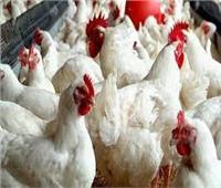 منتجي الدواجن: بدء بيع البيض بسعر مخفض في منافذ الزراعة