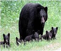 «دراسة» تكشف قوة خارقة بدماء الدببة السوداء تسمح بالنوم 7 أشهر