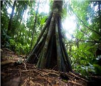 أشجار غريبة يمكن أن تمشي حتى 20 مترًا في السنة بالإكوادور