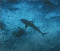 هجمات القرش ترعب رواد الشواطئ في أمريكا | فيديو