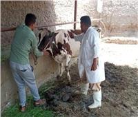 تحصين 200 ألف و227 رأس ماشية ضد الحمى القلاعية والوادي المتصدع بالشرقية