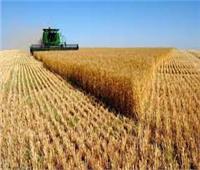 الزراعة: توفير تقاوي معتمدة لزيادة المساحة الرئيسية لمحصول القمح| فيديو