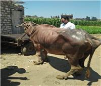 قافلة بيطرية من جامعة الزقازيق تعالج  2218 من الحيوانات بـ«الشرقية»