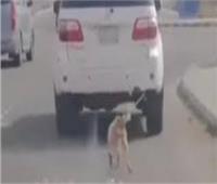 تفاصيل تقييد كلب بواسطة حبل وسحبه بسيارة في التجمع
