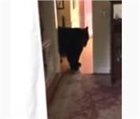 دب أسود يهاجم منزل ويلتهم الطعام | فيديو