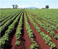 «الزراعة»: إنشاء مركز زراعات تعاقدية للتيسير على المزارعين