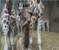 ولادة زرافة مهددة بالإنقراض في حديقة حيوانات بالمملكة المتحدة| صور   