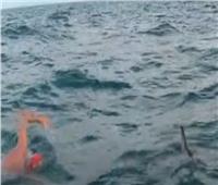 سباح بريطاني يروي تجربة إنقاذه من قرش بمساعدة دلافين| فيديو