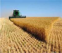 معهد الاقتصاد الزراعي: مصر نجحت في تحقيق الاكتفاء الذاتي من بعض المحاصيل