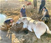 «بأيادي الرحمة».. إنقاذ حصان عالق في حفرة طينية بولاية تكساس| فيديو