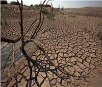 «بسبب الجفاف».. موت أشجار الأفوكادو ومحاصيل الزيتون في إسبانيا