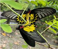الفراشة الذهبية .. أجمل فراشة في العالم تظهر في الصين